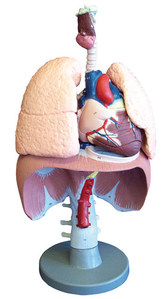 [독일Zimmer] 폐,심장,간모형 G410 (실물규격) Respiratory organs