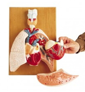 [독일Zimmer] 폐,심장,식도모형 G400 (실물규격,5분리) Cardiopulmonary System
