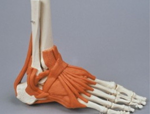 [독일Zimmer] 발골격모형 6058 (실제규격,인대포함) Foot skeleton with ligaments