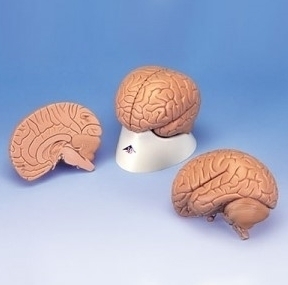 [3B] 2분리 뇌모형 C15/1 (받침대있음,Economy Brain- 2part) 기본형