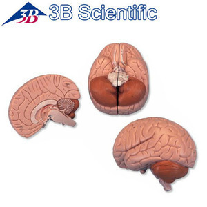 [3B] 2분리 뇌모형 C15 (Brain Model,2 part) 기본형