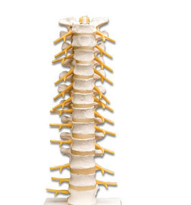 [3B] 흉추모형 A73 (Thoracic Spinal Column) 흉추구조모형