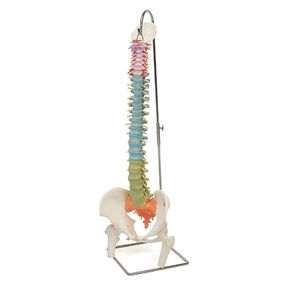 [3B] 척추모형 A58/9 (●스탠드포함,대퇴골,고관절,Didactic Flexible Spine with femur heads)