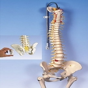 [3B] 척추모형 A58/6 (●스탠드포함,대퇴골있음,83cm,Deluxe Flexible Spine with femur heads)