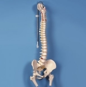 [3B] 대퇴골 척추모형 A58/2 (●스탠드포함,Classic Flexible Spine with Femur Heads)