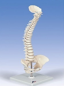 [3B] 미니 척추모형 A18/20 (44cm,Mini Human Spinal Column,Flexible)