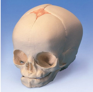 [3B] 30주 태아 두개골모형 A25 (Foetal Skull Model,30th week of pregnancy)