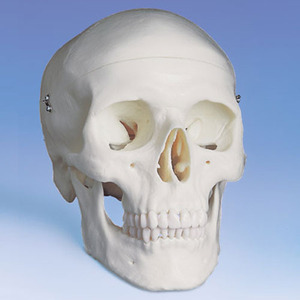 [3B] 3분리 두개골모형 A20 (Classic Human Skull Model,3 part) 기본형