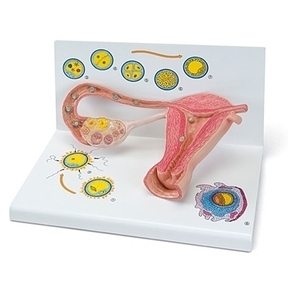 [3B] 수정세포 분열과정 모형 L01 실물2배크기 (Stages of Fertilization and of the Embryo-2-times Magnification)