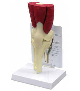 [GPI] 무릎관절 근육모형 G106 (Muscled Knee 106) 무릎관절모형
