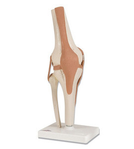 [3B] 무릎관절모형 A82 슬관절 (Functional Knee Joint)