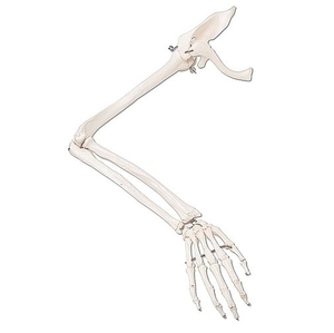 [3B] 팔골격모형A46,A46L,A46R (Arm Skeleton with scapula) 팔뼈모형