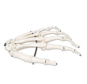[3B] 손골격모형A40,A40L,A40R (Hand Skeleton wire mounted)