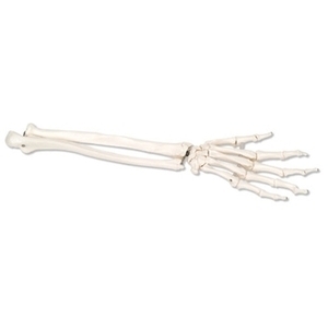 [3B] 손골격모형 팔모형 A40/3,A40/3L,A40/3R (Hand Skeleton ulna and radius)