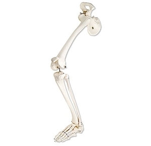 [3B] 고관절과 다리골격모형 A36 (A36L,A36R선택,Leg skeleton with hip bone)