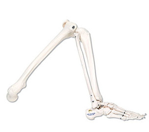 [3B] 다리골격모형 A35,A35L,A35R (Leg Skeleton w/o hip bone) 다리뼈모형