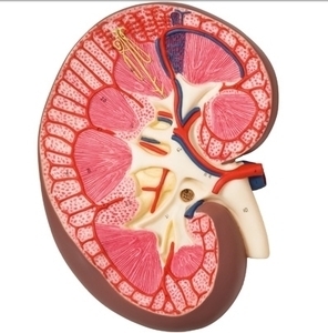 [3B] 신장 단면모형 K10 (Kidney Section,3 times full size) 실물3배크기 신장모형