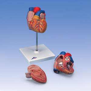 [3B] 2분리 심장모형 G10 (Heart Model,2-part)