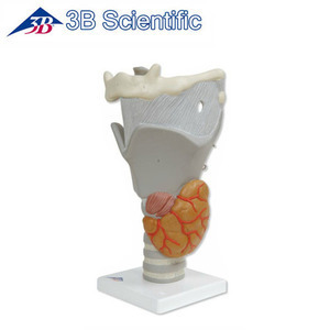 [3B] 기능형 후두모형 G20 (Functional Larynx,2.5 times full-size) 실제크기2.5배