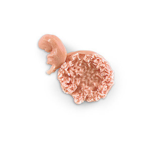 [나스코] 7-8주 태아모형 LF00707 임신태아모형