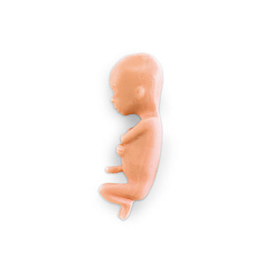 [나스코] 13주 태아모형 LF00828 임신태아모형