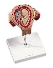 [3B] 3개월 태아모형 L10/3 (3RD Month Embryo)