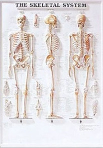 3D해부도(벽걸이)/8943/전신골격차트/The Skeletal System/ Size 54cmx74cm