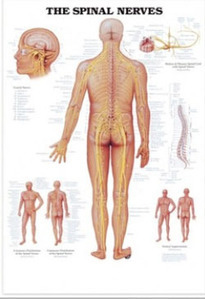 3D 인체해부도(벽걸이)/8024/척수신경 차트/The Spinal Nerves/ Size 54cmⅹ74cm