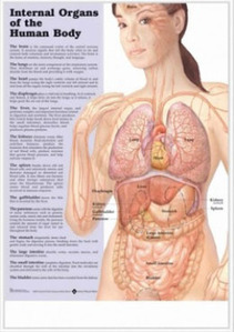 3D해부도(벽걸이)/828X/인체의 내부기관,인체장기차트/Internal Organs of The Human Body/ Size 54cmx74cm